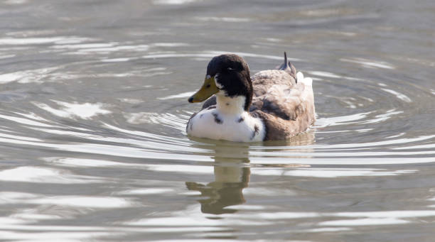 istock duck swims in the lake 885452428