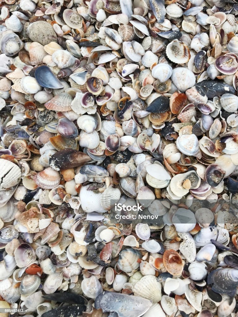 Shell Cropped Backround Sea Shells Background Stock Photo - Download Image Now - Animal Shell ...