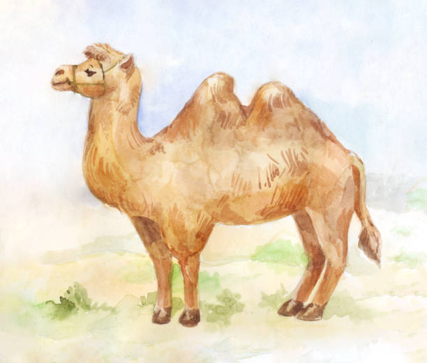 istock Vintage illustration of standing camel on desert background. 885457374