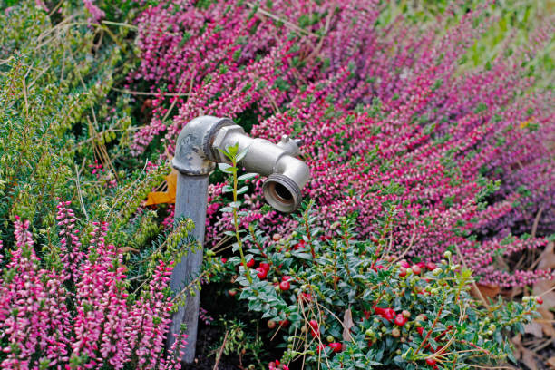 istock Faucet on the background of heathers and cranberries 885458106