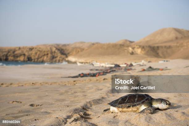 Photo libre de droit de Tortue À Ras Al Jinz Tortue Réserve Au Sultanat Doman banque d'images et plus d'images libres de droit de Oman