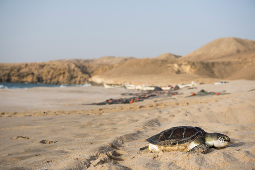 A dead sea turtle, cause of death unknown, lies on the beach at Ras Al Jinz Turtle Reserve in Oman. The beach is the easternmost point of the Arabian Peninsula and a popular sea turtle nesting ground