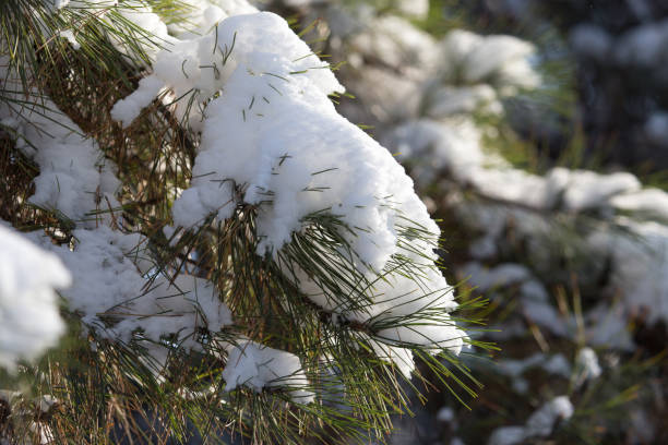 istock pine in snow in winter 885460720
