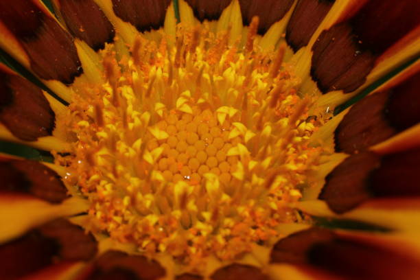 istock gazania flower 885469266