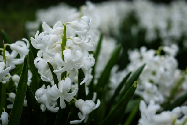 istock hyacinth growing in the garden 885469272