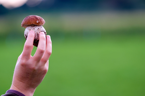 mushroom in the hand, on an empty background. Gifts of forest.