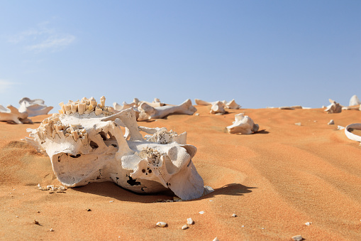 Fragments of camel skeleton found in the desert.