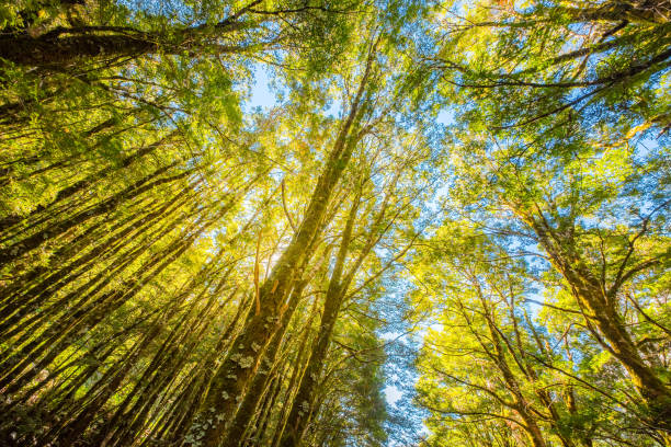 istock Track at Thunder Creek Falls, New Zealand 885474416
