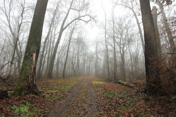 istock cold forest in the morning mist 885477866