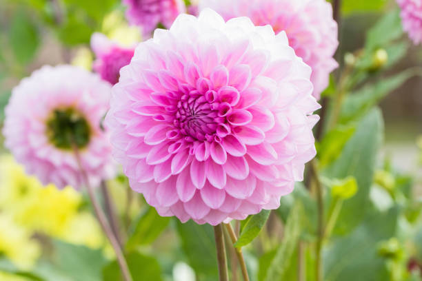 istock Beautiful flower blooming  in  spring day  by Macro lens . 885480826