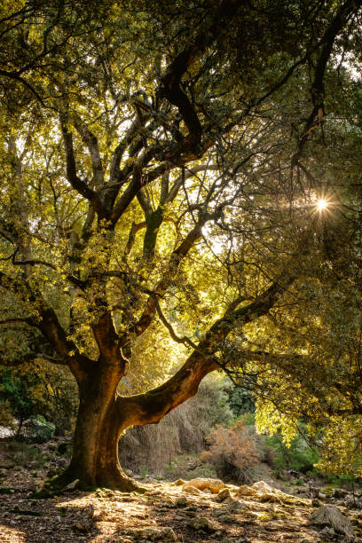 istock Mysterious tree and a shining sun. Beautiful autumn tree. 885480898