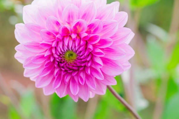 istock Beautiful flower blooming  in  spring day  by Macro lens . 885481050