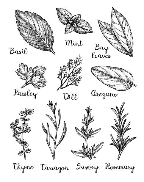 ilustraciones, imágenes clip art, dibujos animados e iconos de stock de dibujo tinta de hierbas. - herbal medicine illustrations