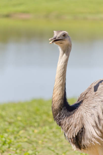 istock A emu smiling on lagoon at zoo 885492596