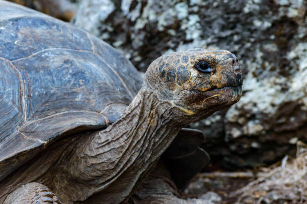 istock A gentle giant tortoise 885499020