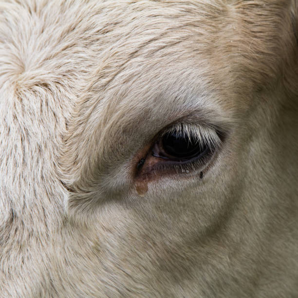 istock cow in close up 885508230