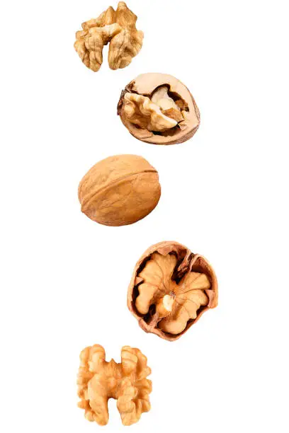 Falling walnuts isolated on white background with clipping path