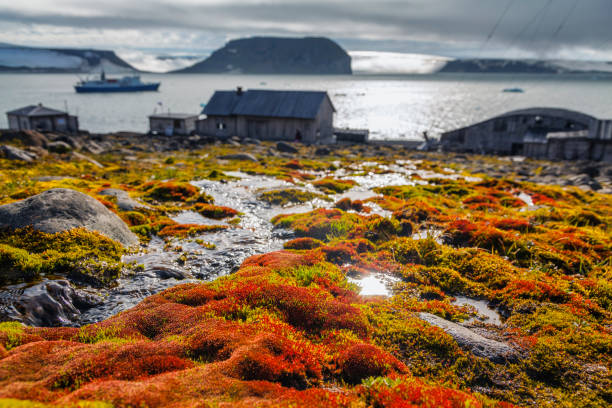 Red moss of Arctic in summer