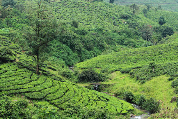 istock Beautiful tea gardens of Vagamon. 885523546
