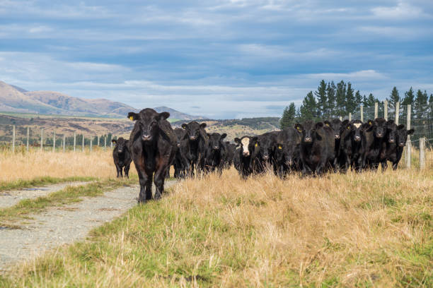 rebaño de vacas en nueva zelanda - mountain famous place livestock herd fotografías e imágenes de stock