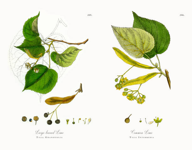 limonka wielkolistna, tilia grandifolia, wiktoriańska ilustracja botaniczna, 1863 - american beech stock illustrations