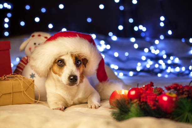 istock Dog in christmas hat 885533604