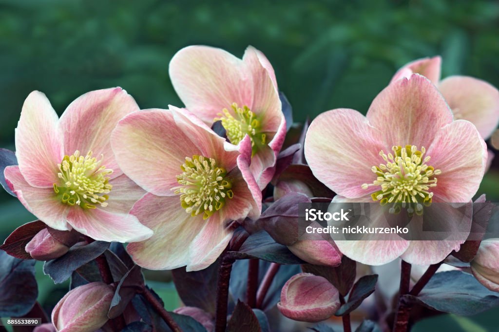 Lenten rose flower Lenten rose (Helleborus x hybridus) Lenten Hellebore Stock Photo