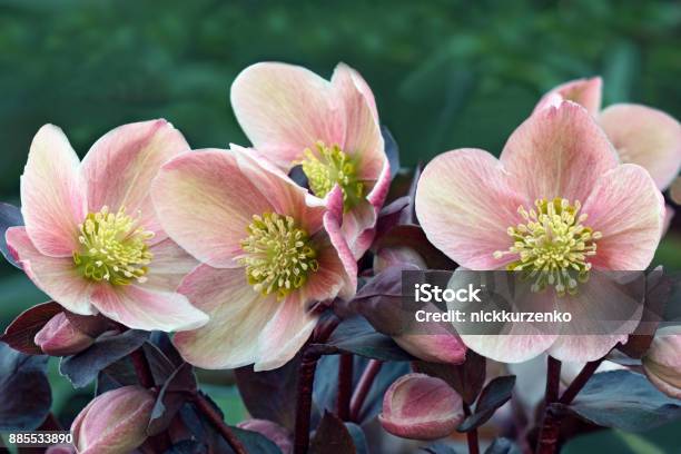 Lenten Rose Flower Stock Photo - Download Image Now - Lenten Hellebore, Rose - Flower, Buttercup Family