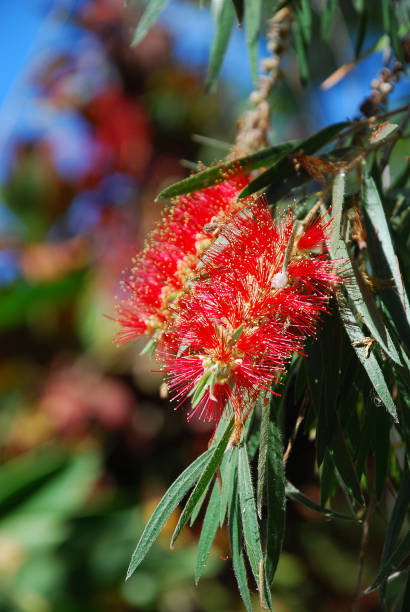 istock Tenerife plants: Callistemon citrinus also known as Crimson Bottlebrush, Canary Islands, Spain 885536784