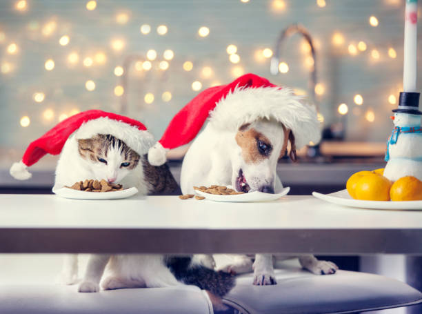 Dog and cat in christmas hat eating food Dog and cat in christmas hat eating food. Happy pet santa cat in santa hat stock pictures, royalty-free photos & images