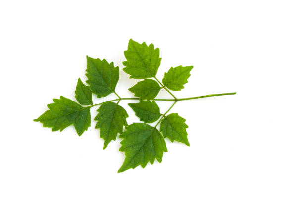 istock Top view of green fresh leaf isolated on white background. (Selective focus) 885545604