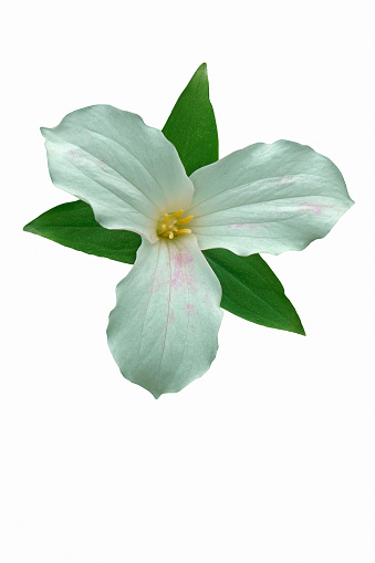 Flor trillium blanco photo