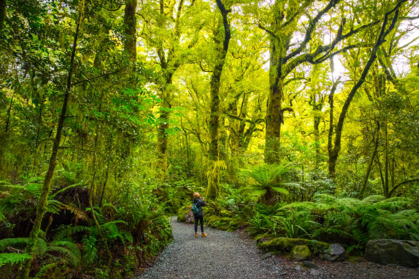 track at chasm fall, new zealand - te anau imagens e fotografias de stock