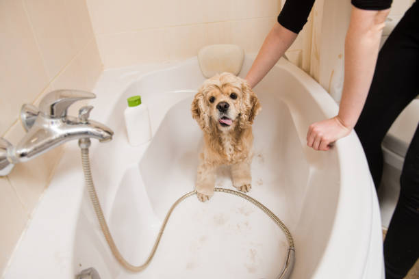 istock Bathing of American cocker spaniel. 885548540