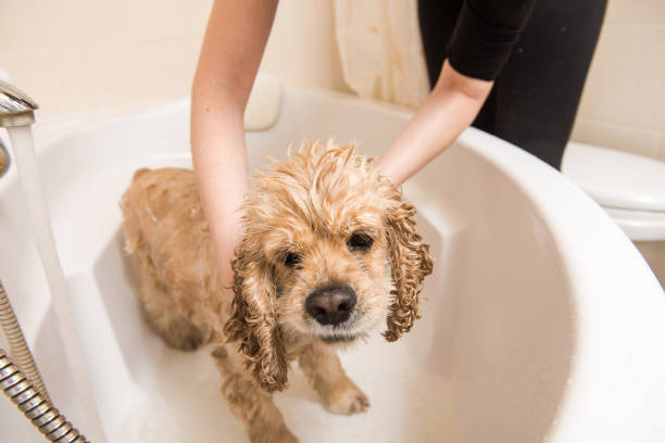 istock Relaxing bath foam to american cocker spaniel 885548574