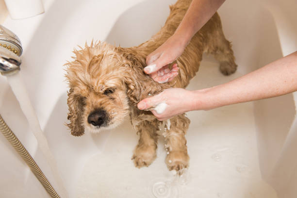 istock Young woman washing dog. 885548598