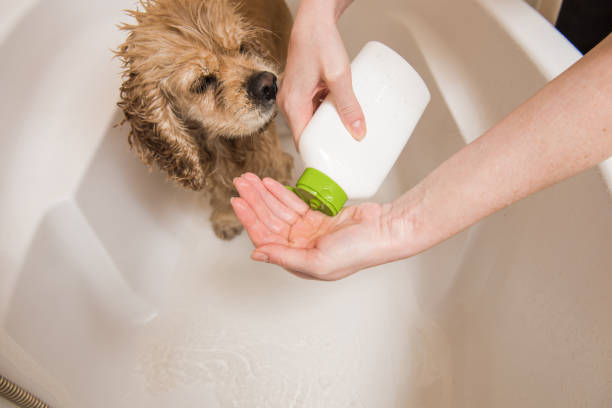 istock Woman is pouring shampoo on his hand 885548602