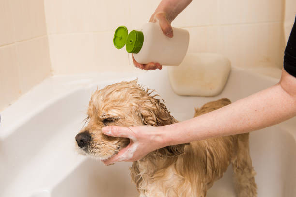 istock A dog taking a shower with soap and water 885548606