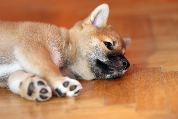 istock Portrait of a few weeks old puppy 885549048