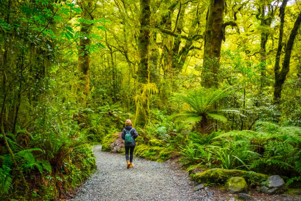 Track at Chasm Fall, New Zealand Chasm Fall is one of the famous attraction in Fiordland National Park, Milford Sound, New Zealand autumn field tree mountain stock pictures, royalty-free photos & images