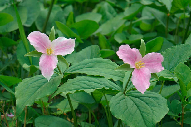 istock White trillium flowers 885549138