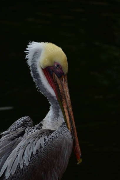 istock Californian Brown Pelican 885551948
