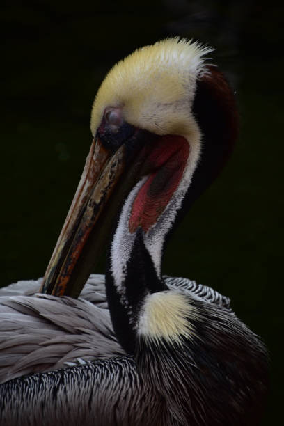 istock Californian Brown Pelican 885552218
