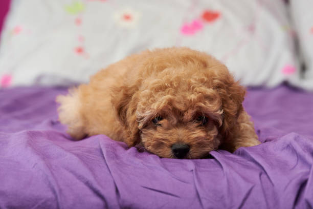 istock Cute small poodle puppy 885552450