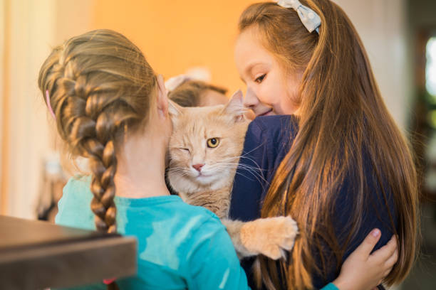 istock Three young girls hugging a beautiful Maine Coon cat. 885559314