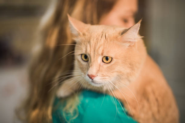 Beautiful Maine Coon cat on the visit to the veterinarian. stock photo