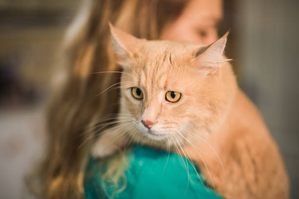 piękny kot maine coon z wizytą u weterynarza. - portrait animal hospital embracing holding zdjęcia i obrazy z banku zdjęć