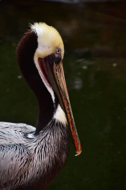istock Californian Brown Pelican 885566594