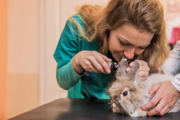 istock Adorable bunny on the visit to the vet. 885570998
