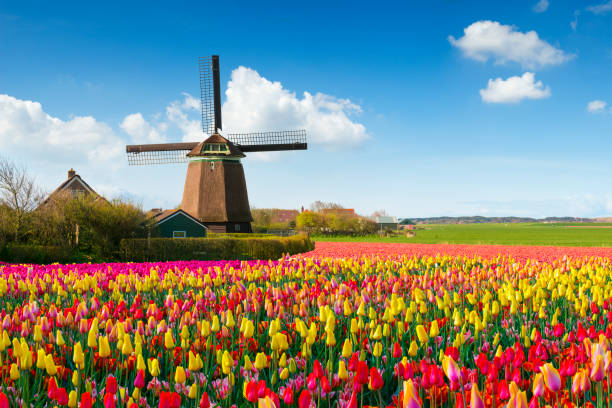 Dutch Spring Scene Dutch Spring scene with a windmill and colourful tulip fields under a nicely clouded sky netherlands stock pictures, royalty-free photos & images